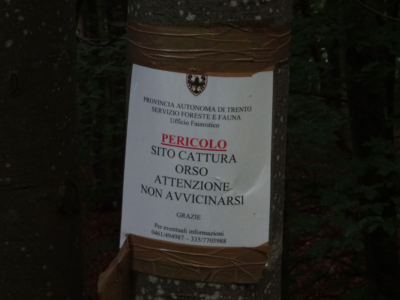Ursus arctos.....le tracce e le orme